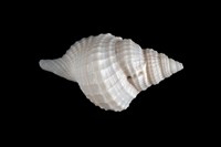 藏品(毛扭法螺)的圖片